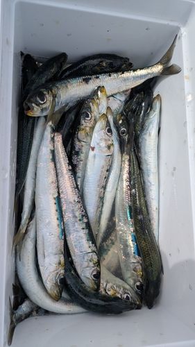 イワシの釣果