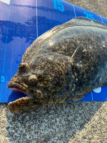ヒラメの釣果