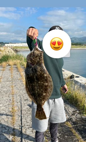 ヒラメの釣果