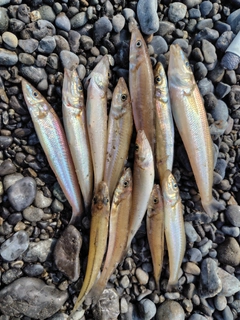 シロギスの釣果