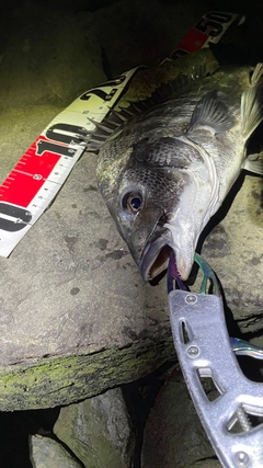 チヌの釣果