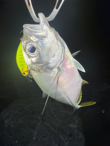 メッキの釣果