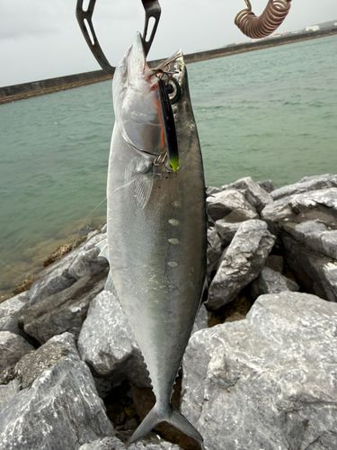 イケカツオの釣果