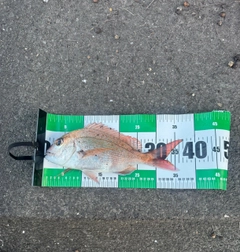 タイの釣果
