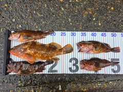 キジハタの釣果