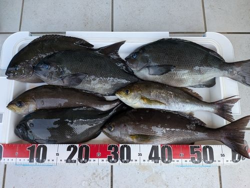 イサキの釣果