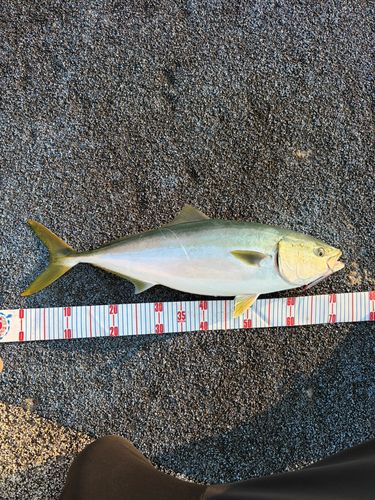 ハマチの釣果