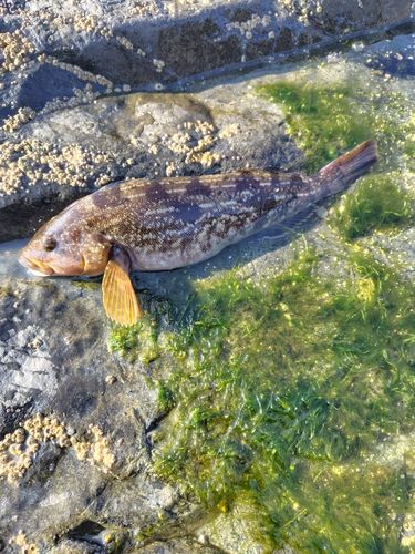 アイナメの釣果