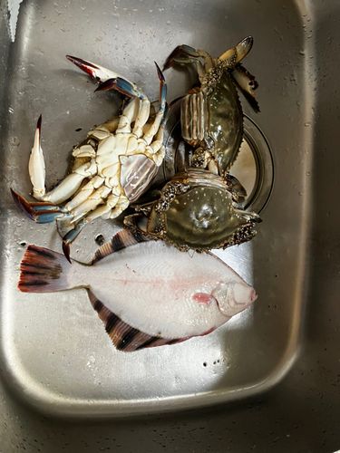 カワガレイの釣果