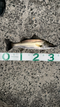 セイゴ（ヒラスズキ）の釣果