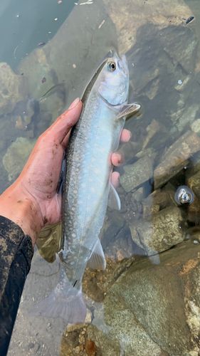 イワナの釣果