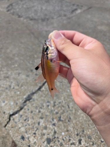 ネンブツダイの釣果
