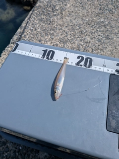 キスの釣果