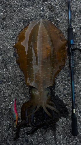 アオリイカの釣果