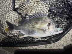 キビレの釣果