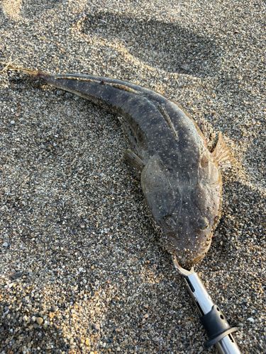 マゴチの釣果