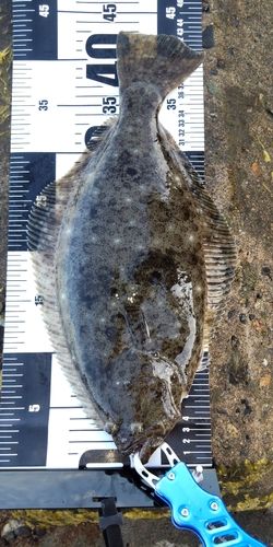 ヒラメの釣果