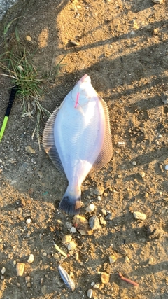 マガレイの釣果