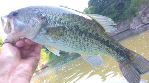ラージマウスバスの釣果