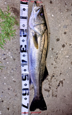 スズキの釣果