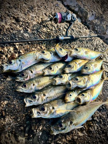 アジの釣果