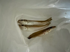 キスの釣果