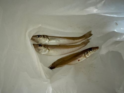 キスの釣果
