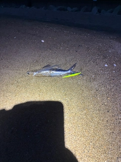 トビウオの釣果