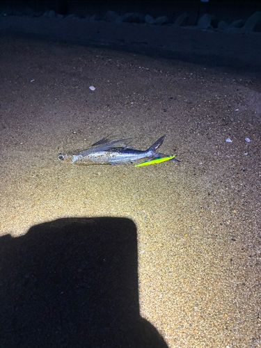 トビウオの釣果