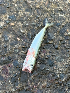 サバの釣果