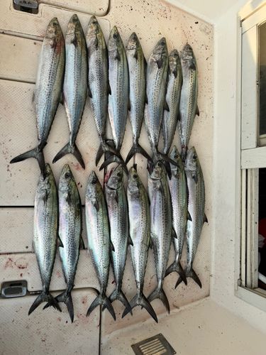 サゴシの釣果