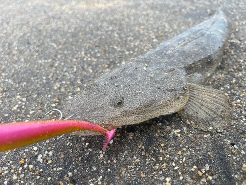 マゴチの釣果
