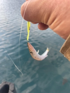 カマスの釣果