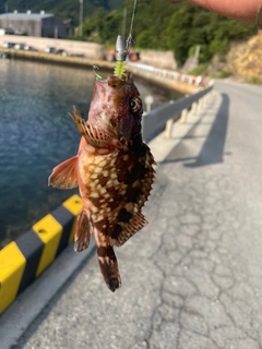 カサゴの釣果