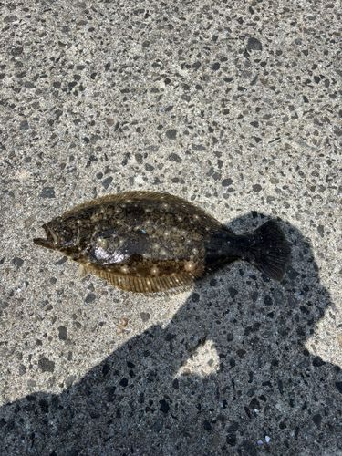 ヒラメの釣果