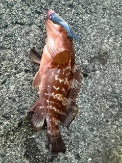 キジハタの釣果
