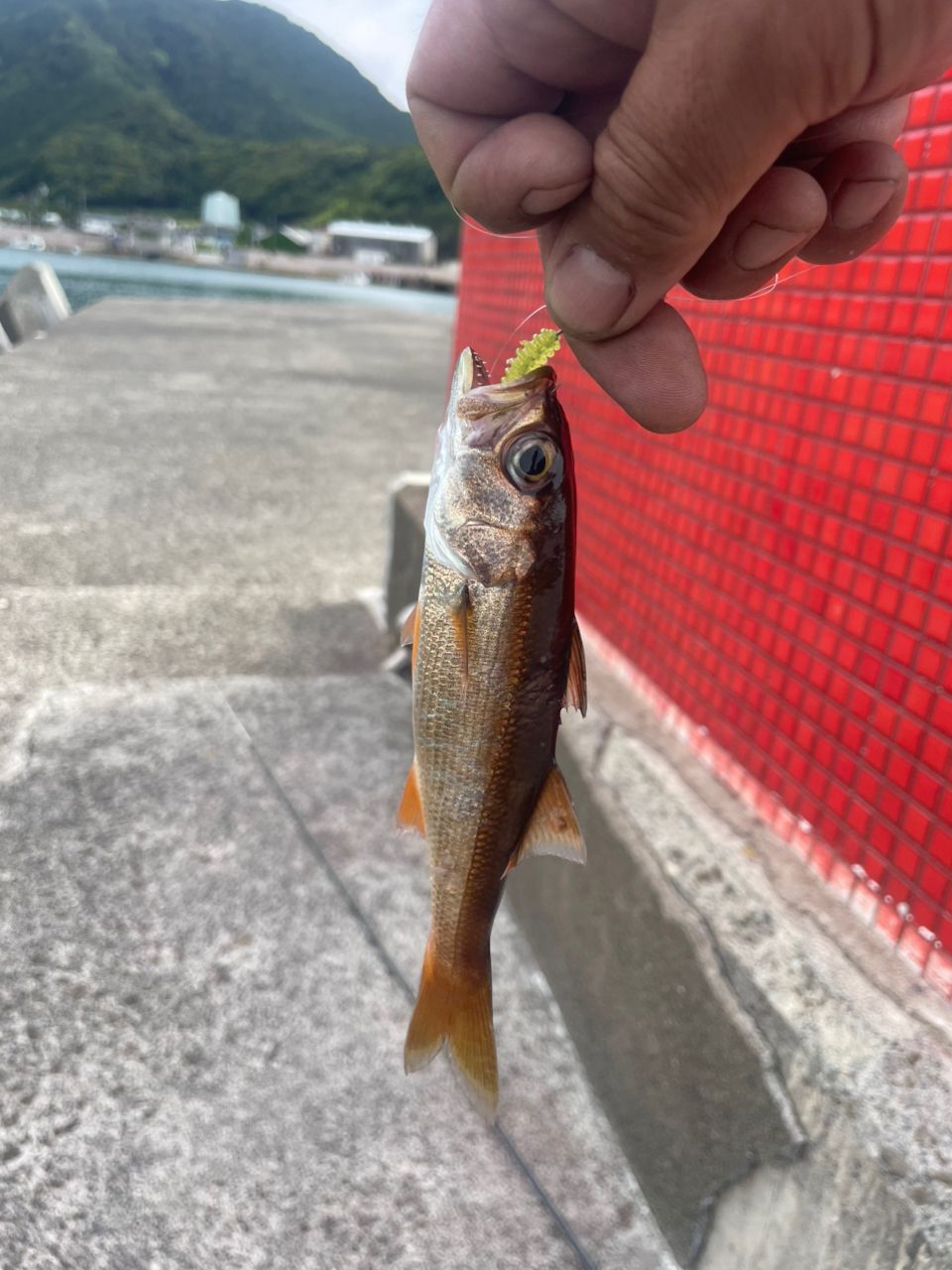 AbuGarcia ソルティーステージ・KR-X・ベイトフィネスカスタム SBFC