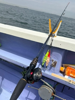 マダコの釣果