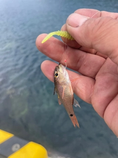 ネンブツダイの釣果