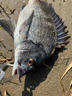 クロダイの釣果