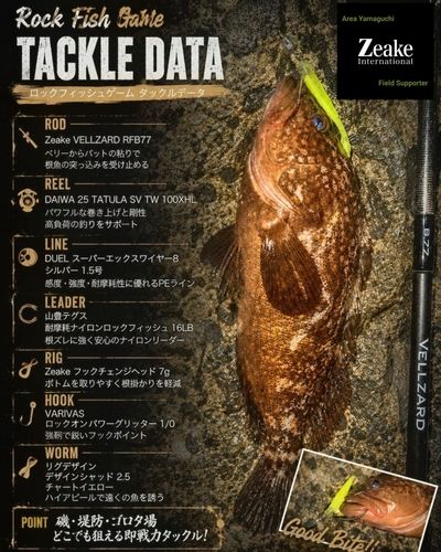アコウの釣果