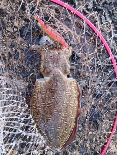 モンゴウイカの釣果