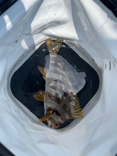 タカノハダイの釣果