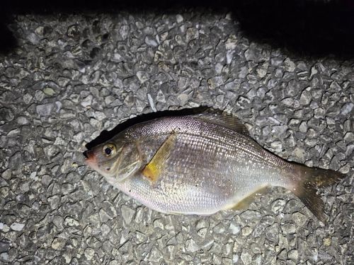 ウミタナゴの釣果