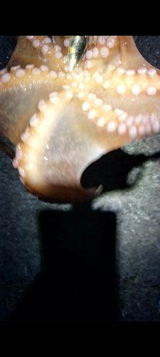 タコの釣果