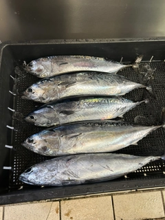 ソウダガツオの釣果