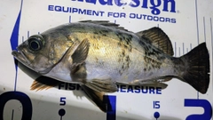 クロメバルの釣果