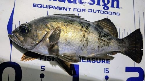 クロメバルの釣果