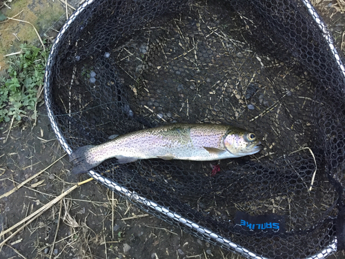 ニジマスの釣果