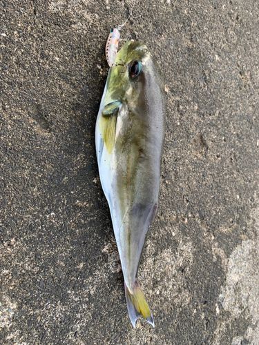 シロサバフグの釣果